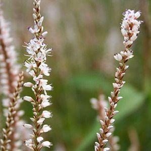 Duizendknoop (Persicaria ampl Alba) - Tuinplanten