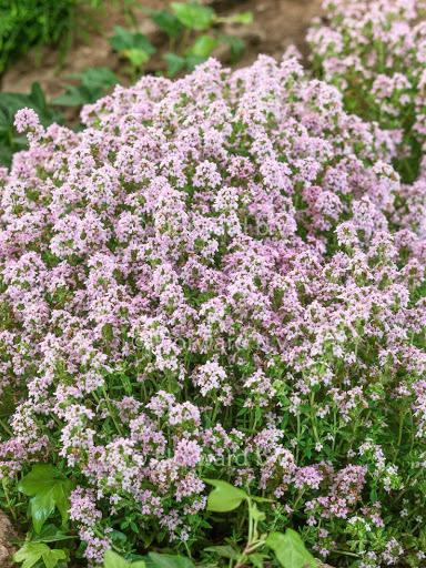 Echte tijm (Thymus vulgaris 'Compactus') - Tuinplanten