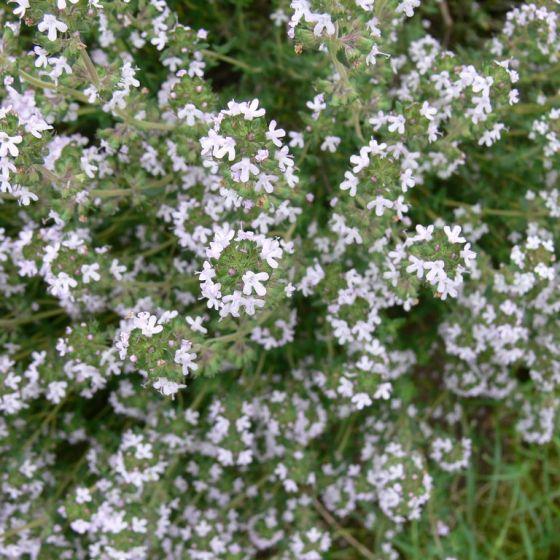 Echte tijm (Thymus vulgarus) - Tuinplanten