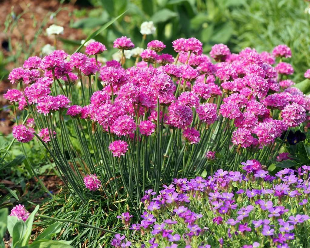 Engels gras (Armeria maritima 'Splendens') - Tuinplanten