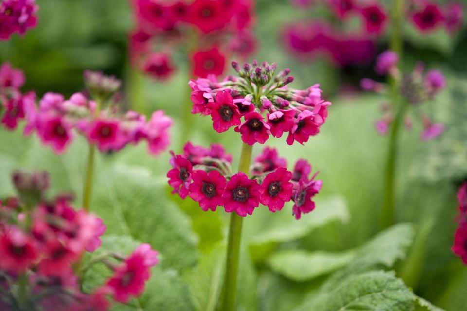 Etage primula (Primula japonica 'Miller's Crimson') - Tuinplanten