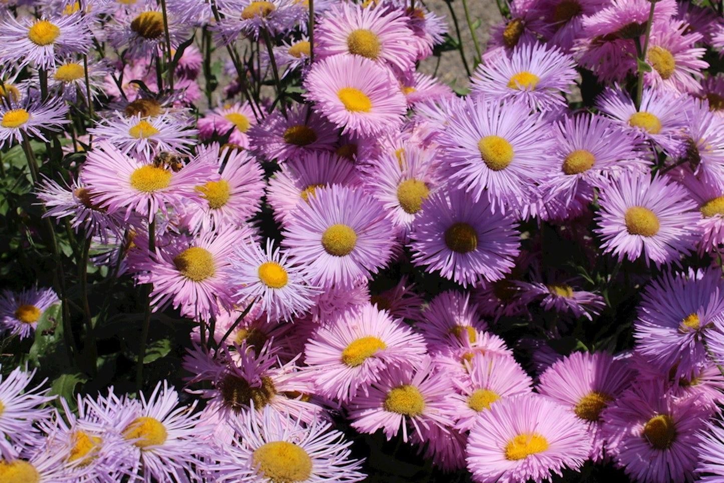 Fijnstraal (Erigeron 'Rosa Juwel') - Tuinplanten