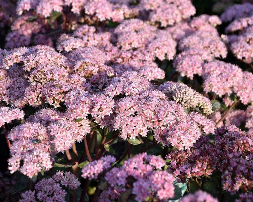 Hemelsleutel (Sedum 'Matrona') - Tuinplanten