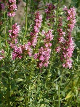 Hyssop (Hyssopus officinalis 'Roseus') - Tuinplanten