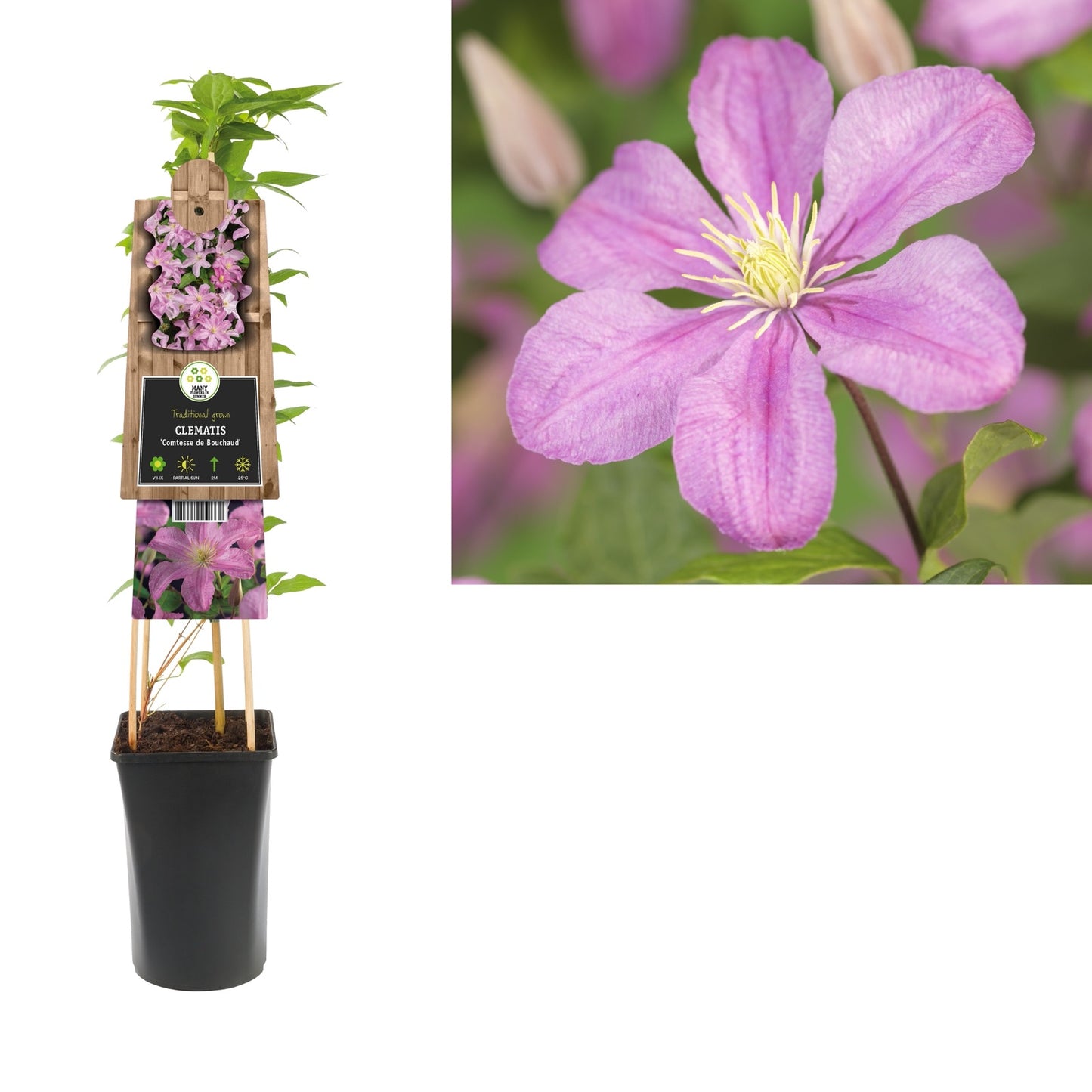 Klimplant Clematis Comtesse de Bouchaud (Bosrank) - Klimplanten