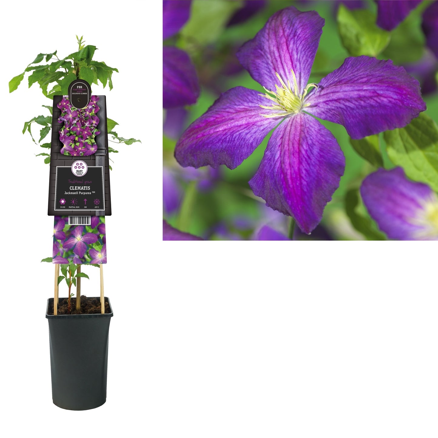 Klimplant Clematis Jackmanii Purpurea PBR (Bosrank) - Klimplanten