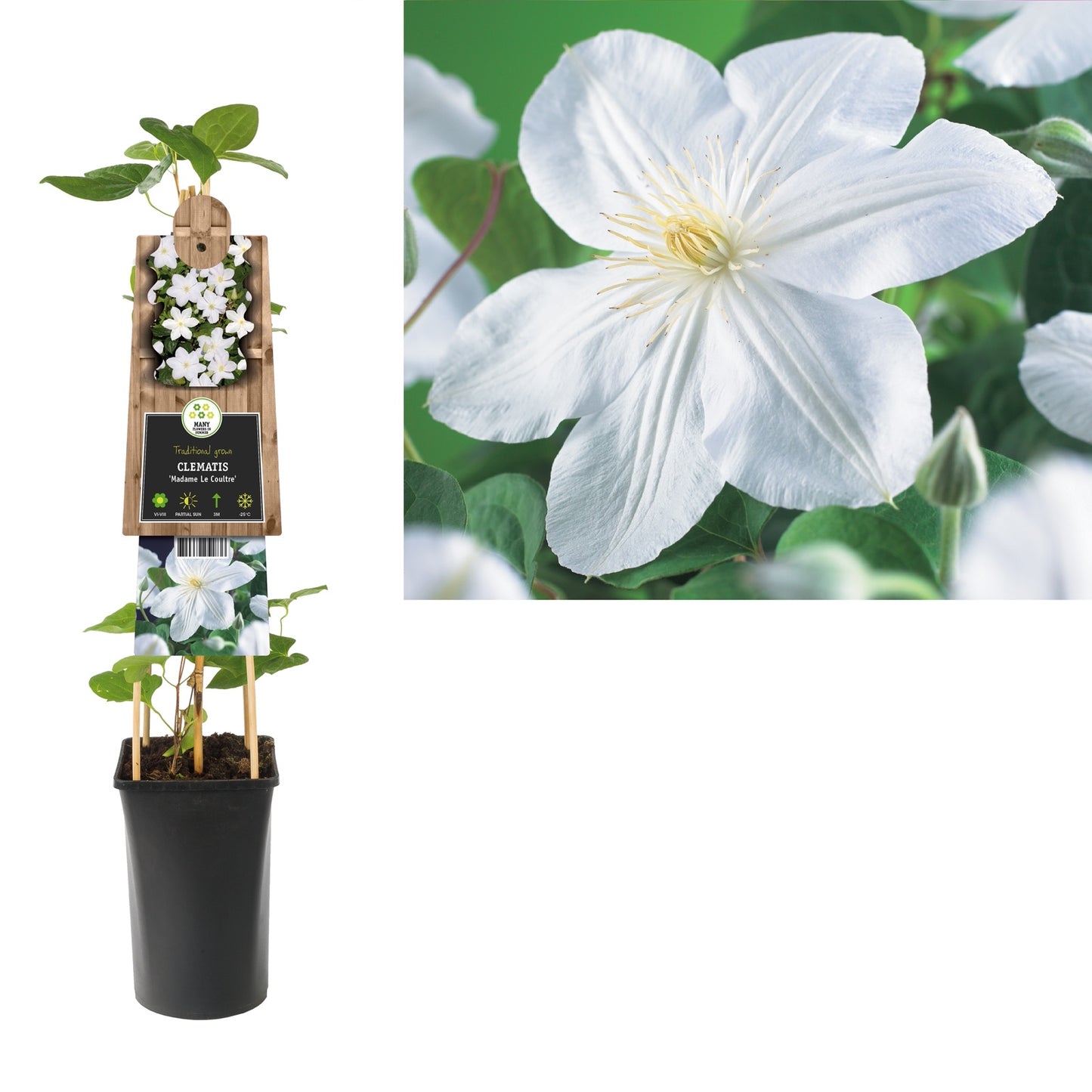 Klimplant Clematis Madame Le Coultre (Bosrank) - Klimplanten