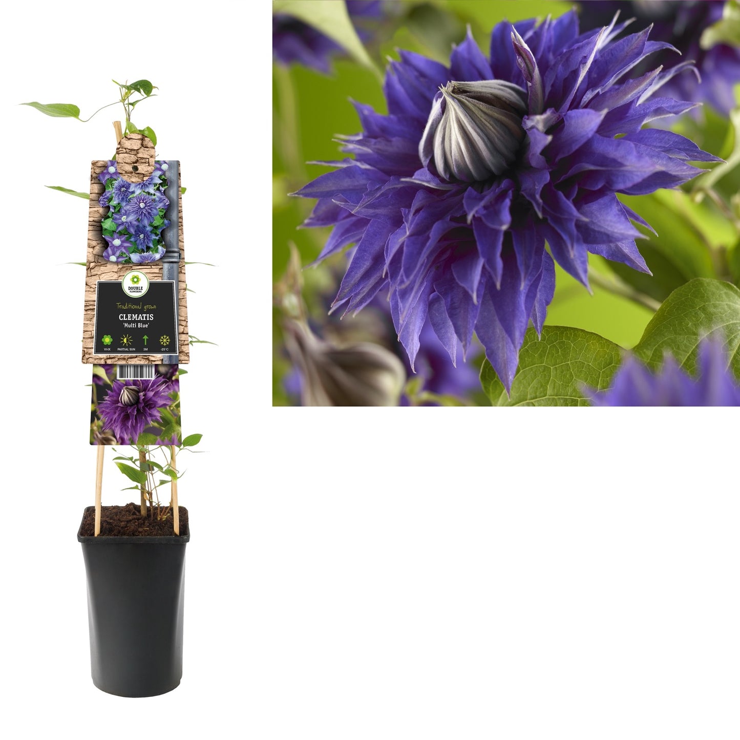 Klimplant Clematis Multi Blue (Bosrank) - Klimplanten