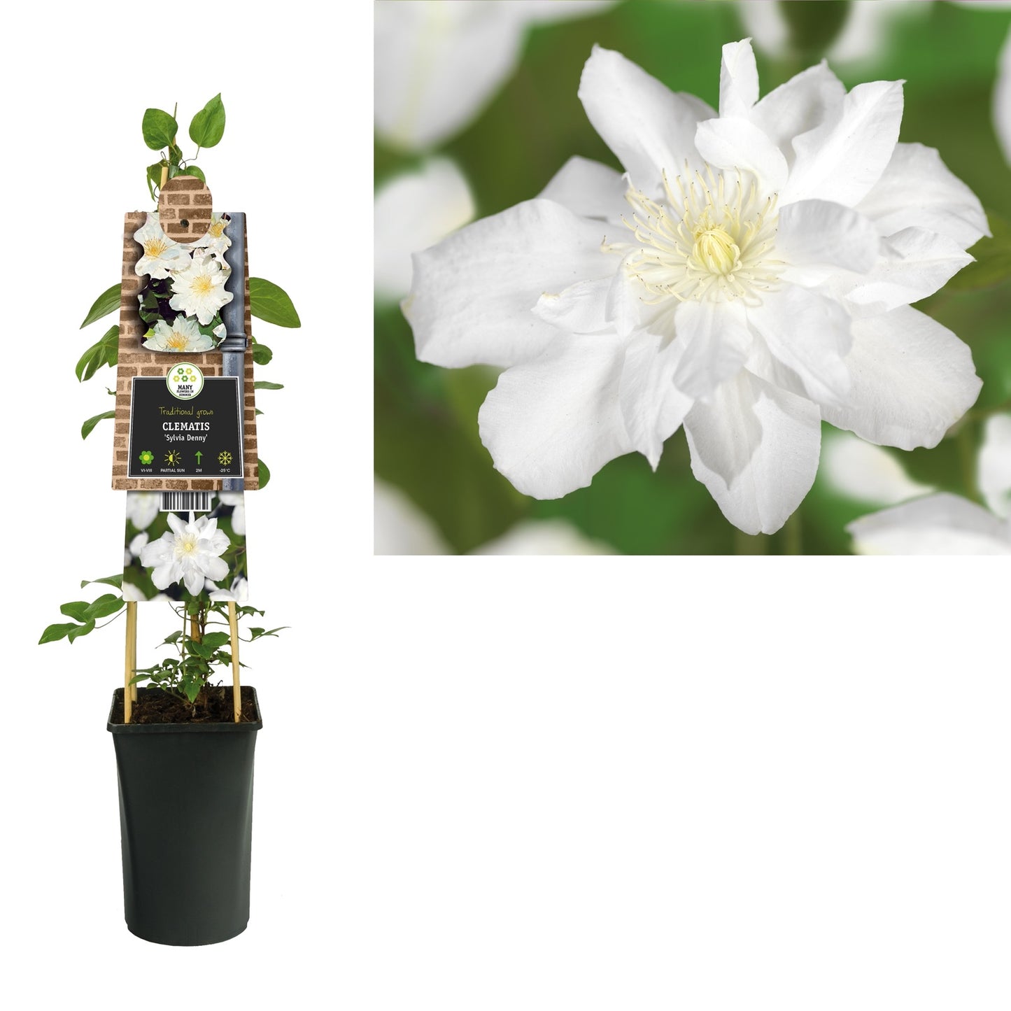 Klimplant Clematis Sylvia Denny (Bosrank) - Klimplanten
