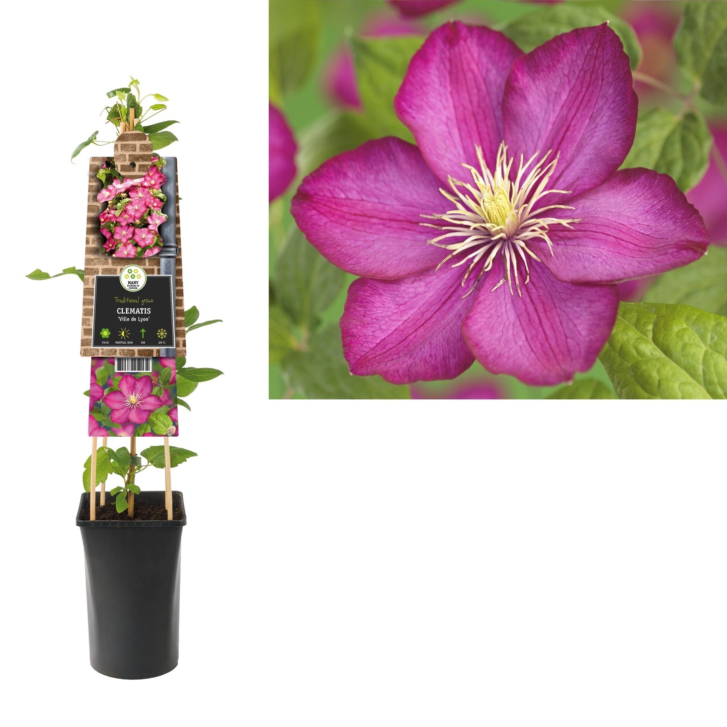 Klimplant Clematis Ville de Lyon (Bosrank) - Klimplanten
