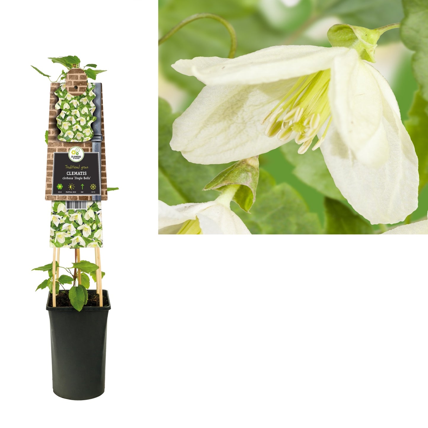Klimplant Clematis cirrhosa Jingle Bells (Bosrank) - Klimplanten