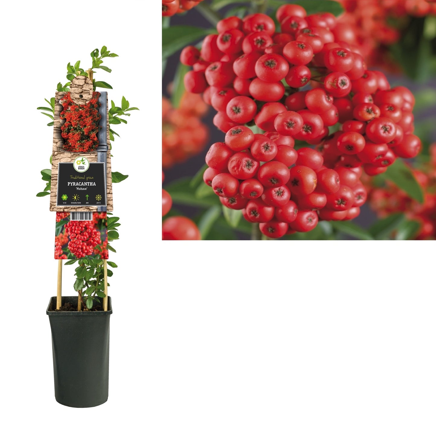 Klimplant Pyracantha Mohave (vuurdoorn) - Klimplanten