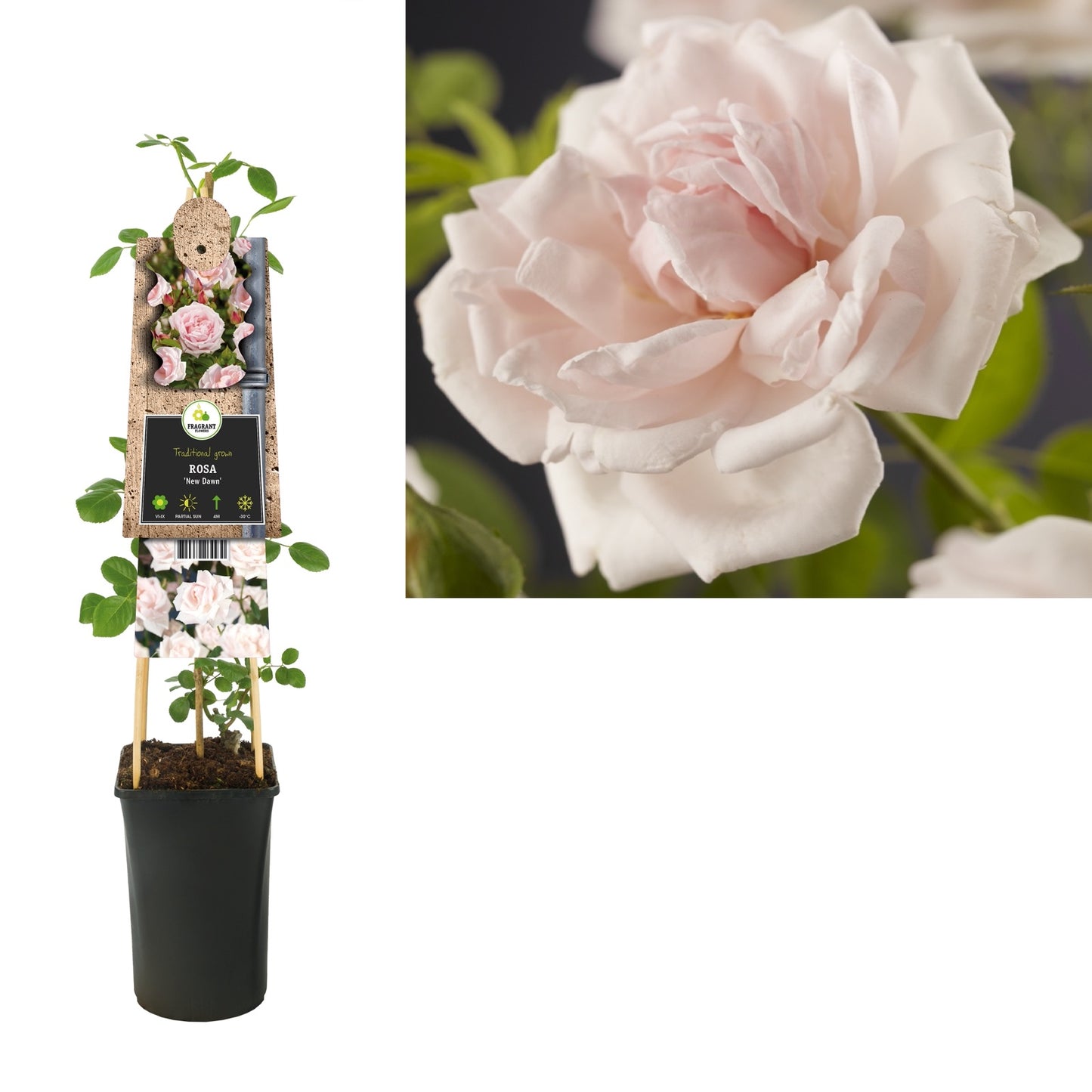 Klimplant Rosa New Dawn (Klimroos) - Klimplanten