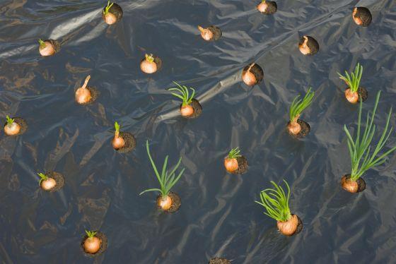 Kweekfolie voor kleine groenten - Kweekbenodigdheden