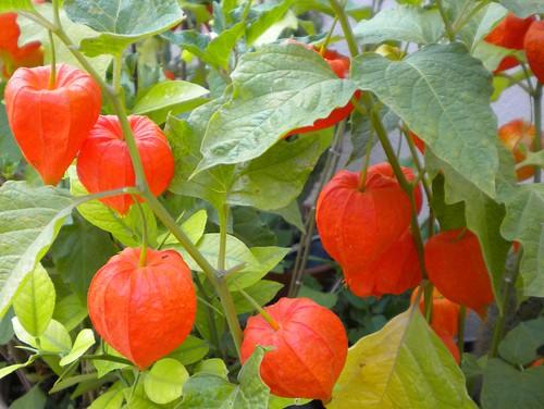 Lampionplant (Physalis alkekengi 'Gigantea') - Tuinplanten