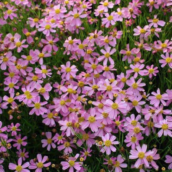 Meisjesogen (Coreopsis rosea 'American Dream') - Tuinplanten