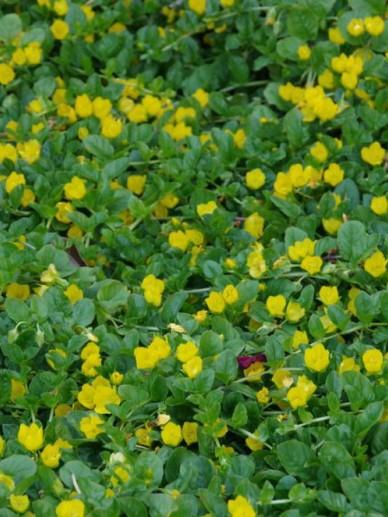 Penningskruid (Lysimachia num. 'Aurea Goldilocks') - Tuinplanten