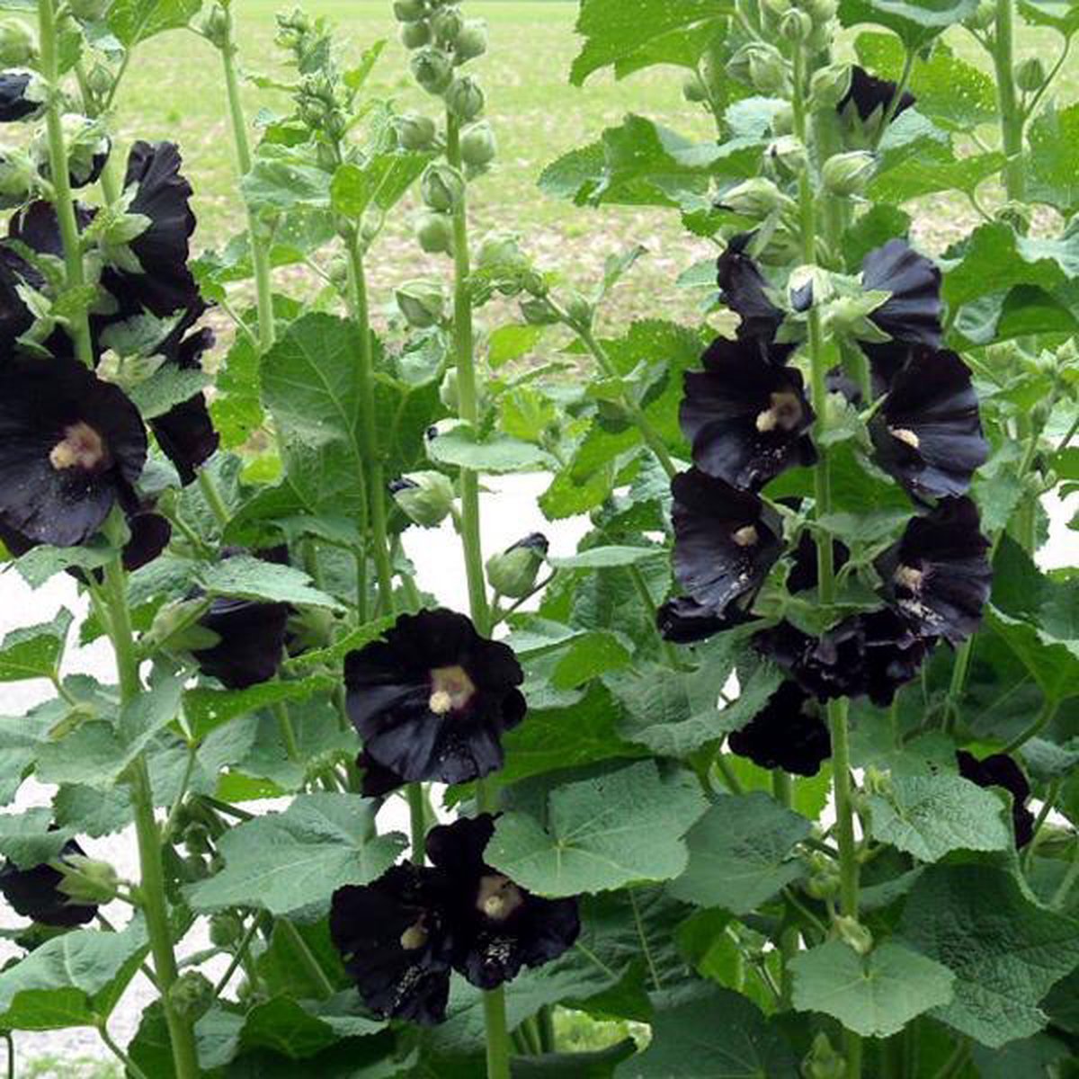 Stokroos (Alcea rosea 'Nigra') - Tuinplanten