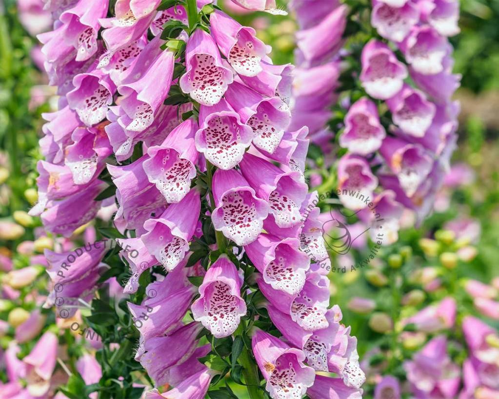 Vingerhoedskruid (Digitalis purpurea ‘Gloxiniiflora’) - Tuinplanten