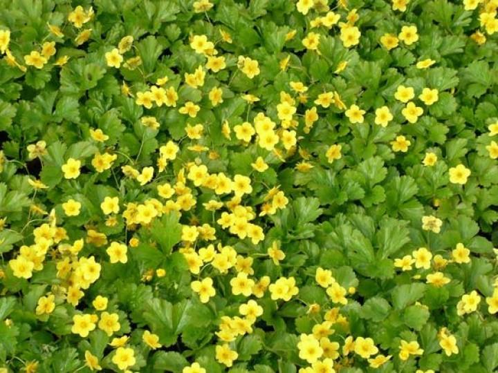 Waldsteinia (Waldsteinia ternata) - Tuinplanten