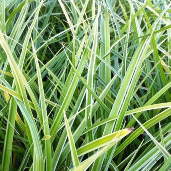 Zegge (Carex morrowii 'Variegata') - Tuinplanten