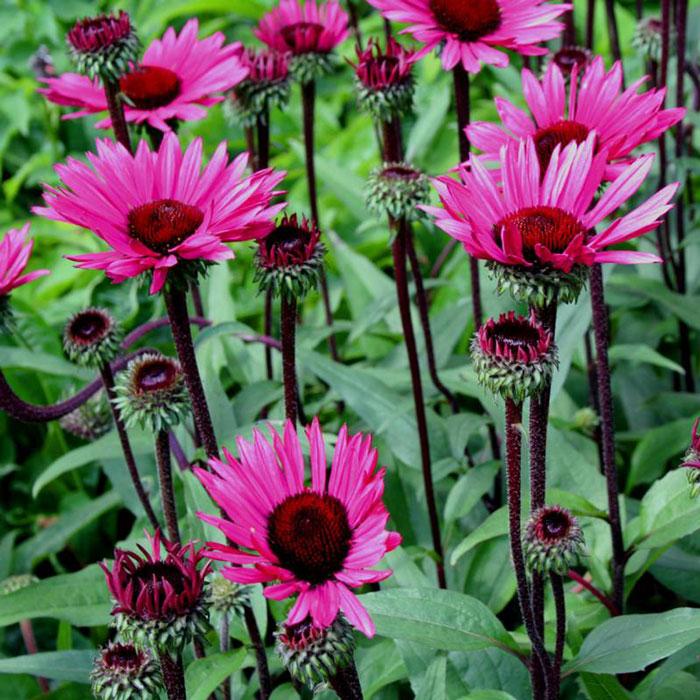Zonnehoed (Echinacea Fatal Attraction) - Tuinplanten