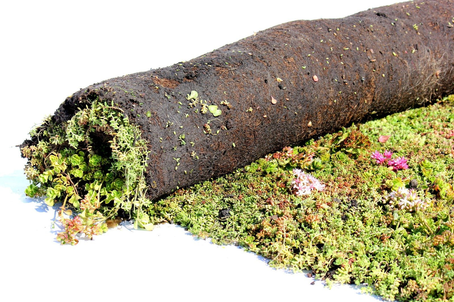 Sedummixmatte Typ T - 1m2 - Gründach