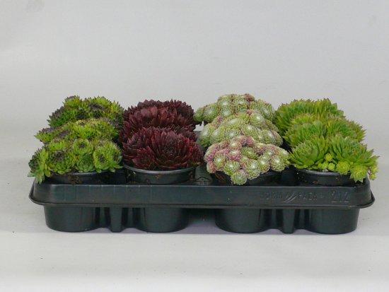 Sempervivum mix (borderpakket) -