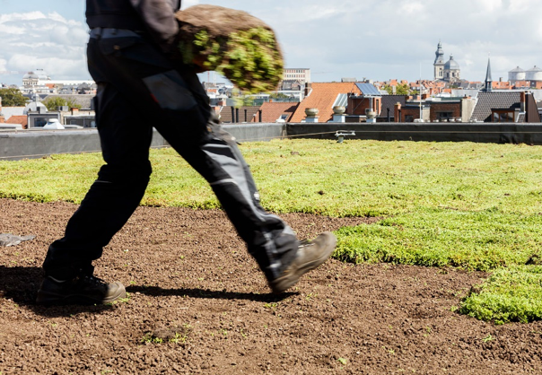 Zelf je groendak aanleggen