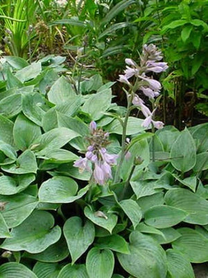 Hosta