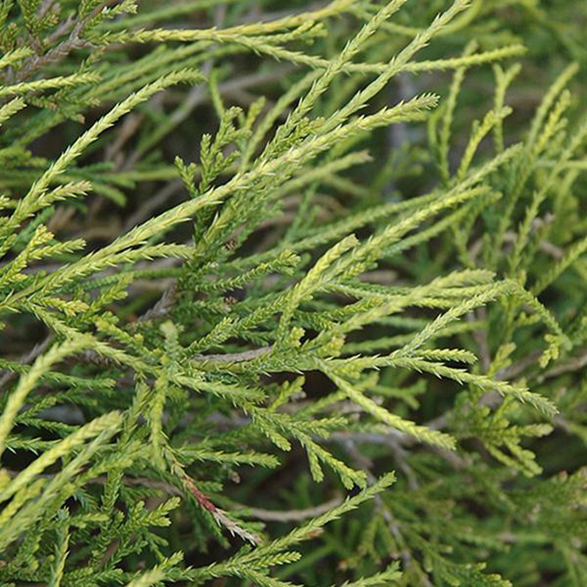 Cypres (Chamaecyparis p. ‘Filifera Nana’) - Coniferen