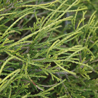 Zypresse (Chamaecyparis p. 'Filifera Nana')