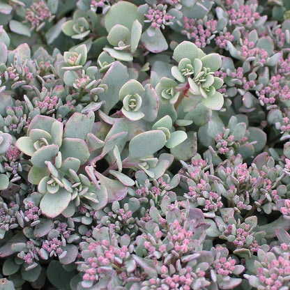 Fetthenne (Sedum cauticolum 'Lidakense') - Gartenpflanzen