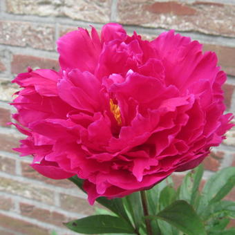 Pfingstrose (Paeonia (L) 'Karl Rosenfield')