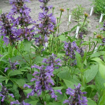 Katzenminze (Nepeta kubanica) - Gartenpflanzen