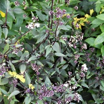 Lebermoos (Eupatorium rugosum 'Chocolate')