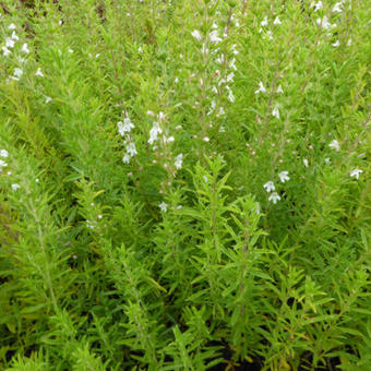 Winterbohnenkraut (Satureja montana) - Gartenpflanzen