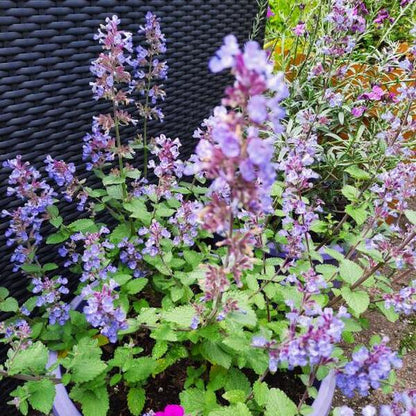 Katzenminze (Nepeta faassenii 'Purrsian Blue') - Gartenpflanzen