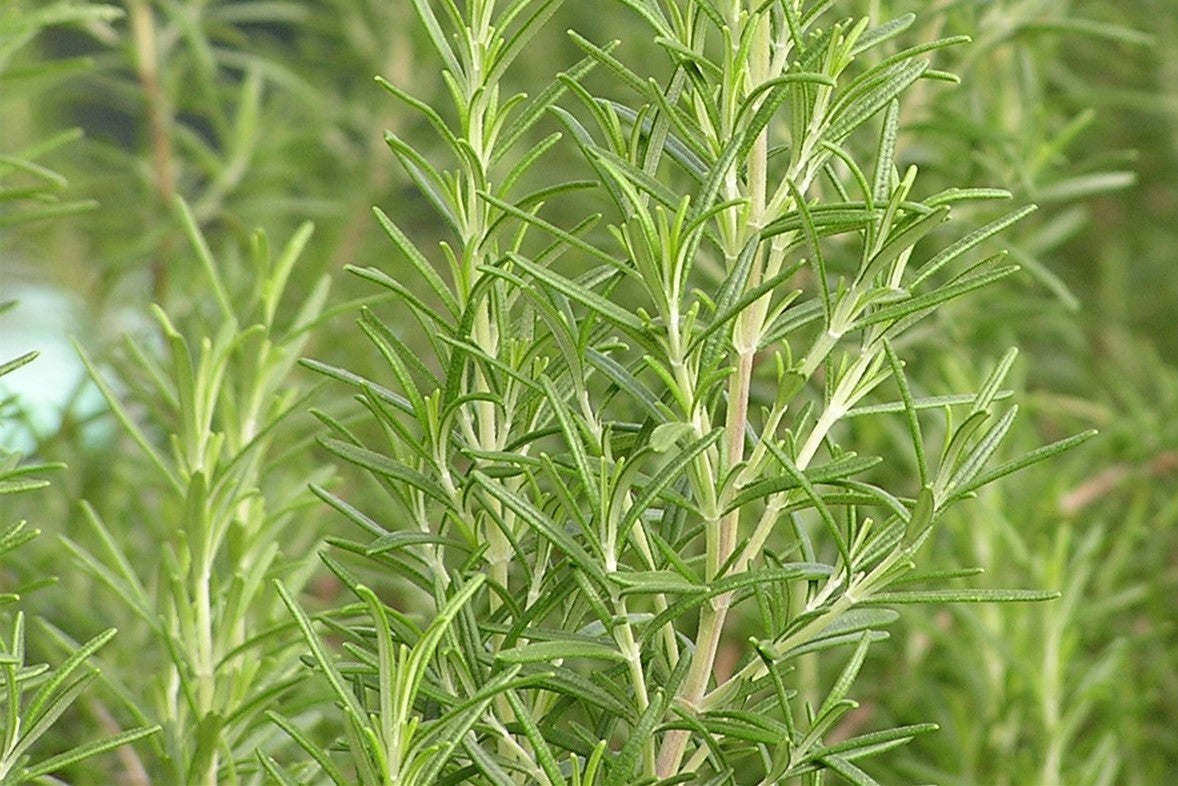Rozemarijn (Rosmarinus officinalis 'Compact') - Tuinplanten