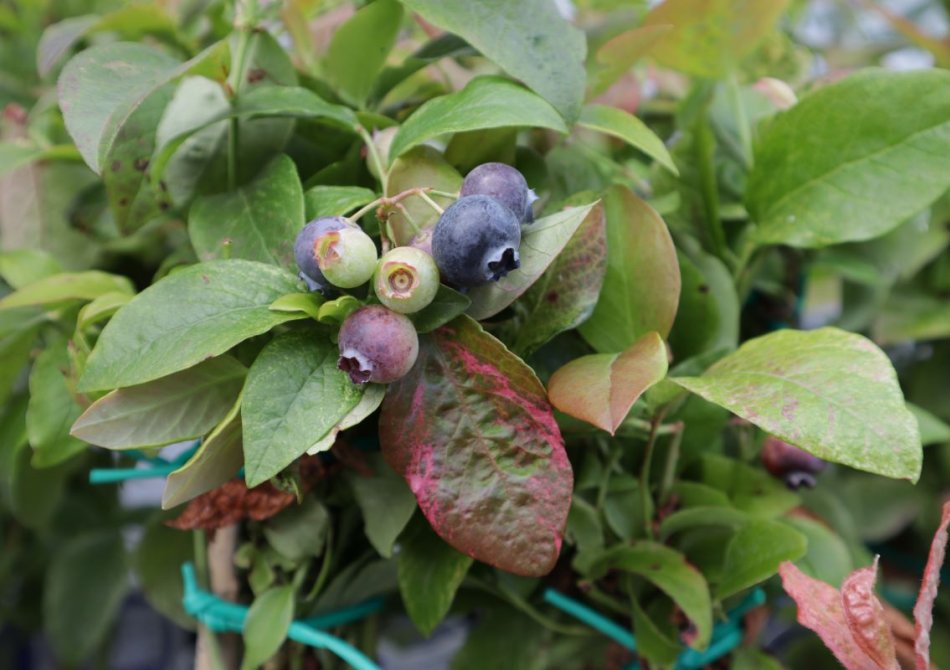 Kletterpflanze Vaccinium corymbosum 'Flamingo' (Heidelbeere) -