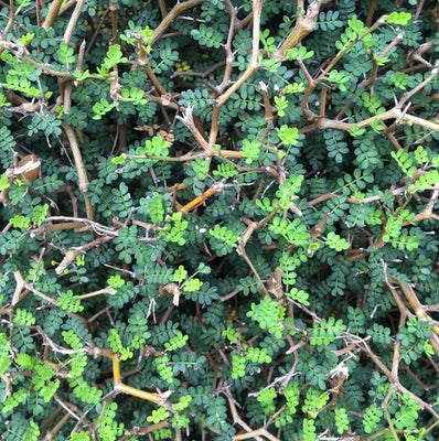 Honigbaum (Sophora prostata 'Little Baby')