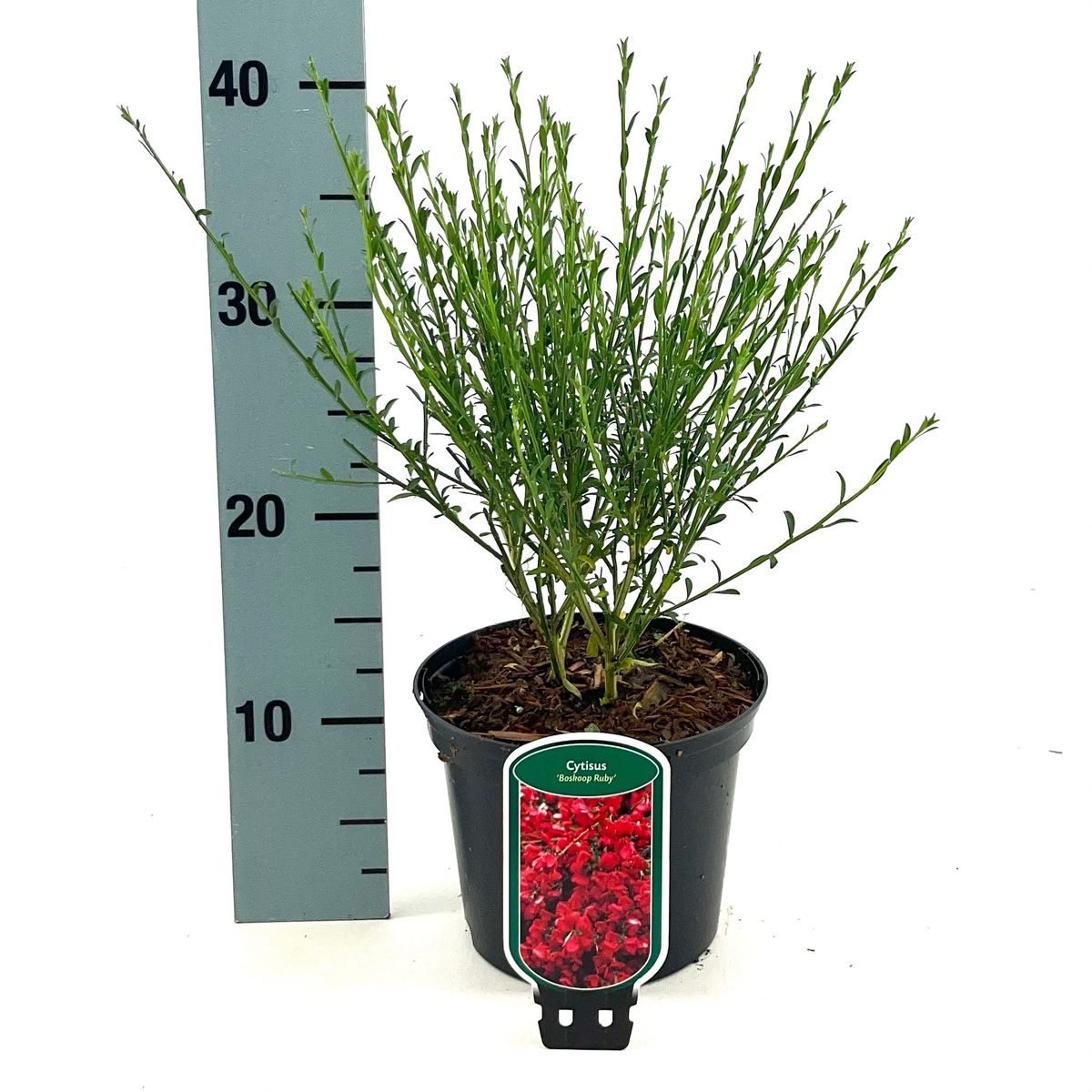 Brem (Cytisus praecox 'Boskoop Ruby') - Heesters