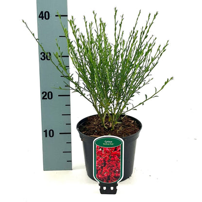 Brem (Cytisus praecox 'Boskoop Ruby') - Heesters