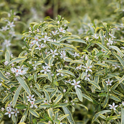 Gold Edge (Eriostemon myoporoides Gold Touch®)