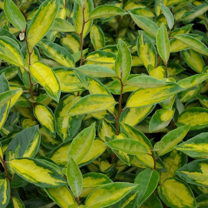 Olijfwilg (Elaeagnus ebbingei) - Haagplanten