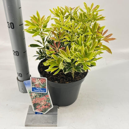 Rotsheide (Pieris ‘Flaming Silver’) - Heesters