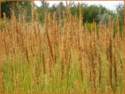 Struisriet (Calamagrostis brachytricha) - Gartenpflanzen