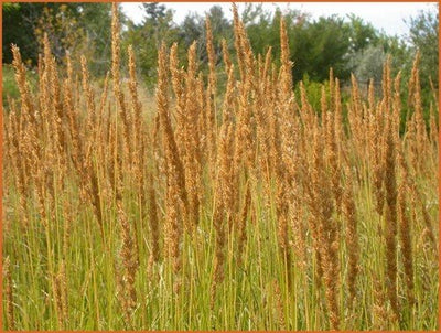 Straußenrohr (Calamagrostis brachytricha)