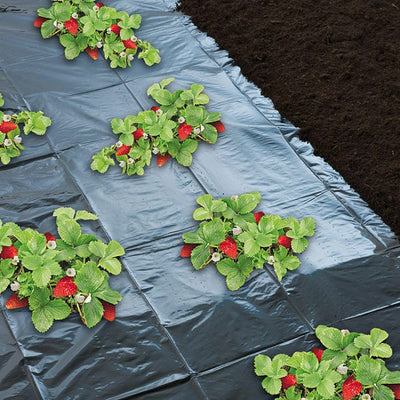 Anzuchtfolie für rote Erdbeeren