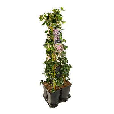 Hedera-Clematis-Mischhecke 1 Meter (Mayleen)